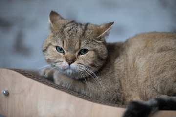 Relaxed domestic cat at home