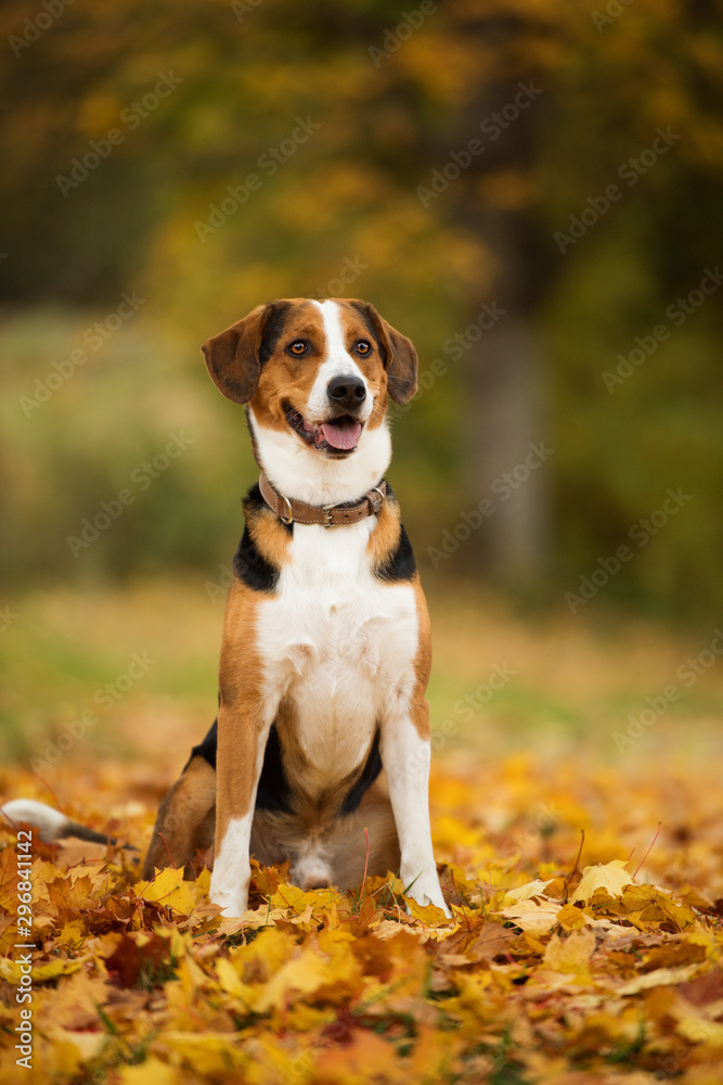 Wall mural mixed breed dog in autumn landscape