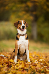 Mixed breed dog in autumn landscape
