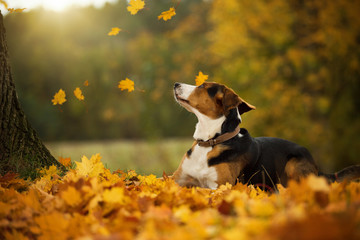 Mixed breed dog with autumn leaves looking up