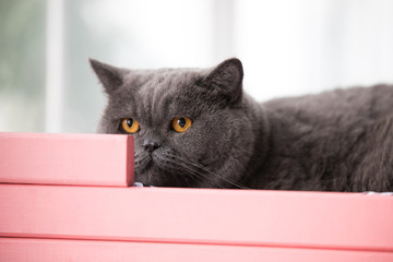 Relaxed domestic cat at home
