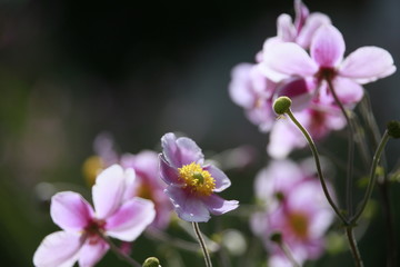 Fototapeta na wymiar Rosa Blüten der Herbst-Anemone (Anemone hupehensis)
