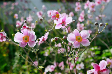 Obraz premium Rosa Blüten der Herbst-Anemone (Anemone hupehensis)