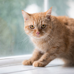 Relaxed domestic cat at home