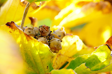Früchte und Herbstlaub der Zaubernuss (Hamamelis spec.)