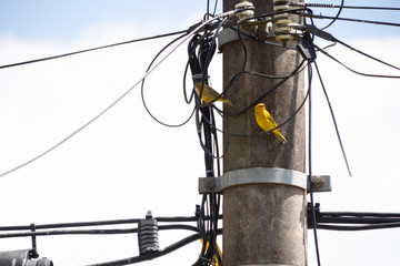 Bird, cables and wires
