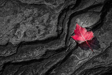 Red maple leaf on Canadian shield