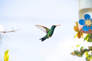 Obraz premium Hummingbird flying to feeder