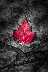 Red maple leaf on Canadian shield