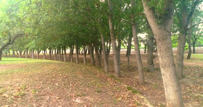sendero de &aacute;rboles en paisaje campestre