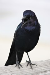 male grackle with his mouth open