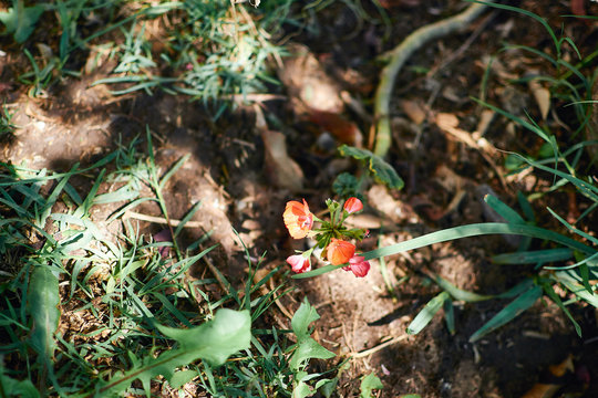 orange geranium on the garden floor