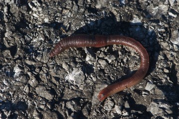Sparkling earthworm on road