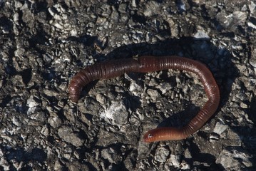 Earthworm on road