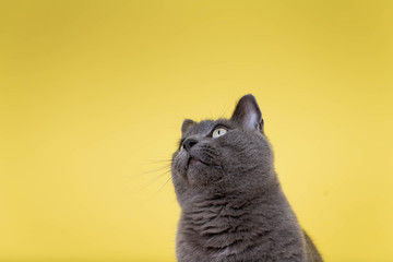 Short Haired Gray Cat Sitting on Yellow Background with Room for Text