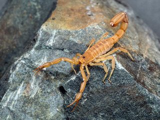 Yellow Ground Scorpion, on rock, 3/4 view. These relatively small scorpions are also known as Coahuila devil scorpions