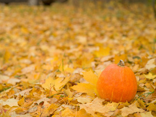 Naklejka na ściany i meble Pumpkin lies on fallen autumn leaves, natural light