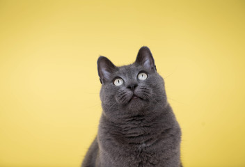 Short Haired Gray Cat Sitting on Yellow Background with Room for Text