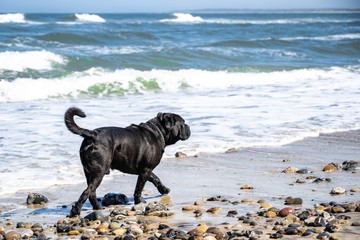 Dog at the Beach in Klitmøller (3)