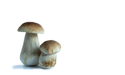 Two ceps, one large and one small on a white background. Two mushrooms with brown hats. Isolate