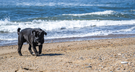 Dog at the Beach in Klitmøller (1)