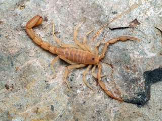 Yellow Ground Scorpion, on rock, from above. These relatively small scorpions are also known as Coahuila devil scorpions
