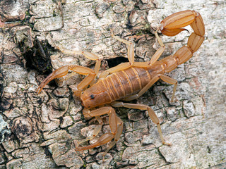 Yellow Ground Scorpion, on bark, from above. These relatively small scorpions are also known as Coahuila devil scorpions