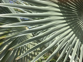 close up of palm leaves