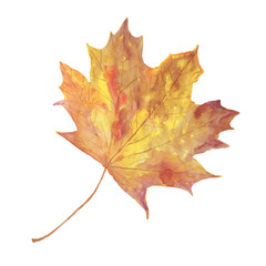 A red and orange watercolor maple leaf, hand drawn simple pattern of symbol of autumn