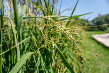 Closeup rice paddy in a rice field