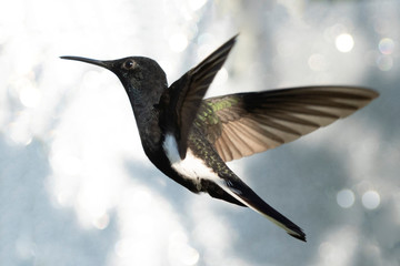 Beautiful Hummingbird flying 