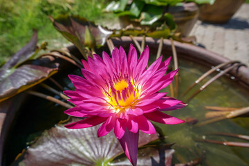 Coloful pink water lily in the pond