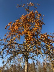 Früchte am gelben Zierapfelbaum im Herbst