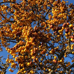 Fototapeta premium Viele Früchte am gelben Zierapfelbaum im Herbst