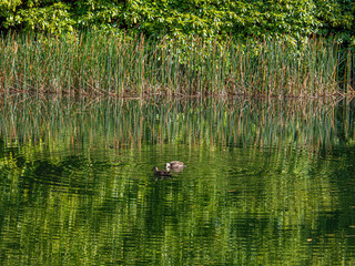 Amongst The Reeds