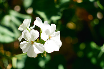 white geranium flowers in the garden