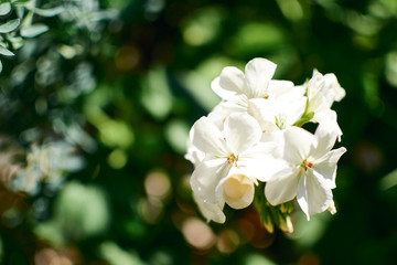 white geranium flowers in the garden