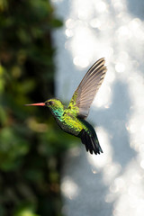 Beautiful Hummingbird flying 