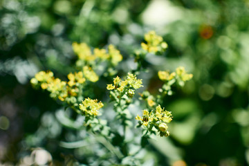yellow wild flowers with green background