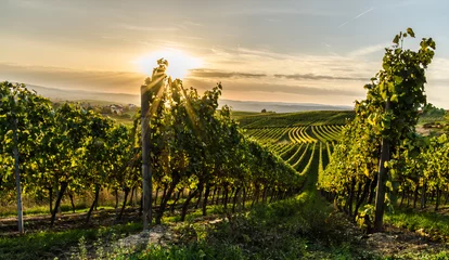 Cercles muraux Vignoble Weinberg in Rheinhessen bei Horrweiler