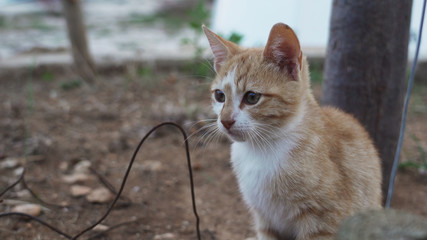 Kitten in croatia