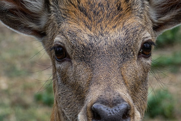 deer eating grass