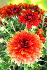 red chrysanthemums flowering in a warm autumn day