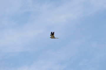 Bird Elanus leucurus