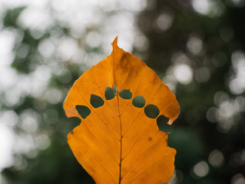 Autumn orange leaf with holes