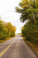 Road through a glade of autumn colored trees.