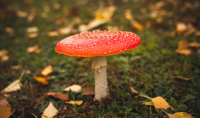 red fly agaric mushroom