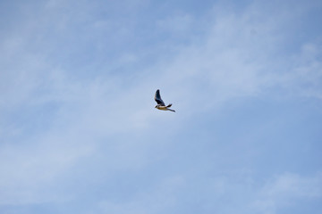 Bird Elanus leucurus