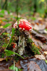 red fly agaric
