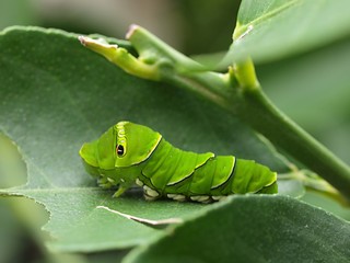 ナミアゲハの幼虫のアップ